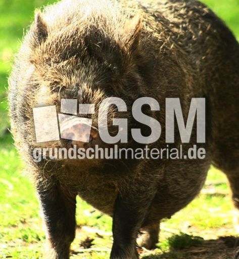 Hängebauchschwein-7994.jpg
